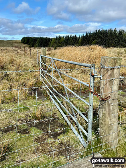 Photo of The gate/fence by the corner of the forest, looking back towards Post Gwyn in The Berwyns, Powys, Wales by Melfyn Parry (8)