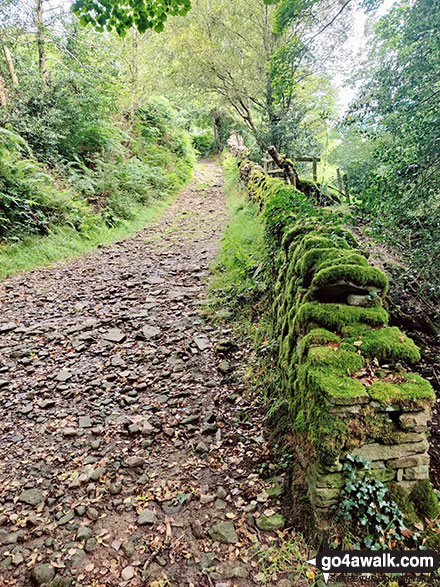 Walk d221 Shining Tor and Windgather Rocks from Errwood Reservoir, The Goyt Valley - Footpath in The Goyt Valley