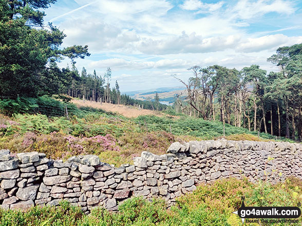 Walk d221 Shining Tor and Windgather Rocks from Errwood Reservoir, The Goyt Valley - Errwood Reservoir visible through a gap in the trees on the lower slopes of Shining Tor