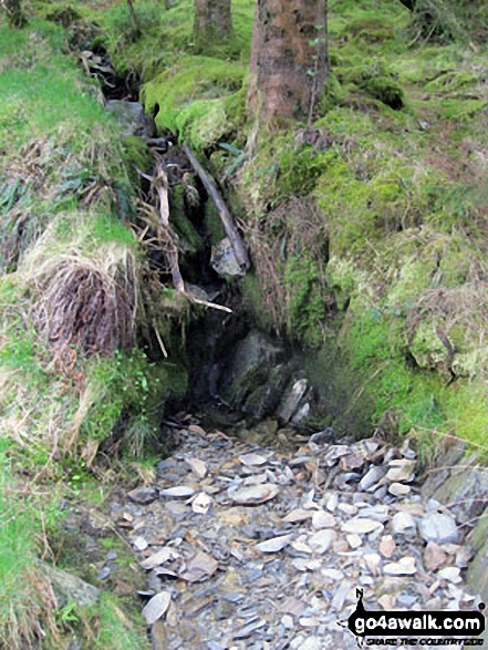 Walk cw128 Tai Penamnen and Cwm Penamnen from Dolwyddelan - Forest detail in Cwm Penamnen