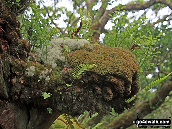 Wistman's Wood in detail