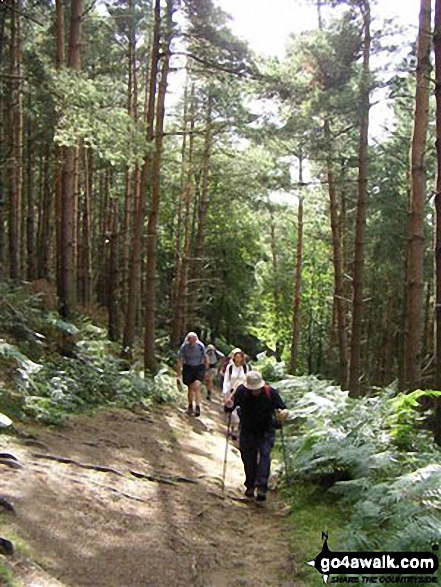 Woods near Swainby - on an alternative coast to coast walk