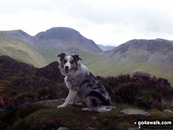 Walk c456 Fleetwith Pike, Hay Stacks, Brandreth and Grey Knotts from Honister Hause - Our new addition Neela ( 1st time in the Lakes) on Hay Stacks (Haystacks) with Green Gable (left), Windy Gap, Great Gable and Kirk Fell (right) very clear in the background