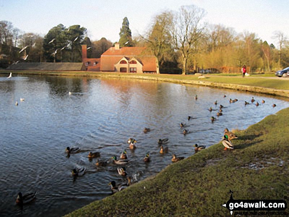 Walk ch269 A Stroll around Lyme Park Country Park - Duck Pond in Lyme Park Country Park