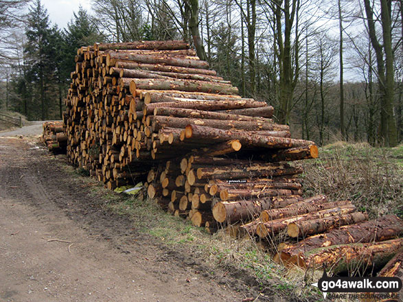 Pile of logs in Macclesfield Forest