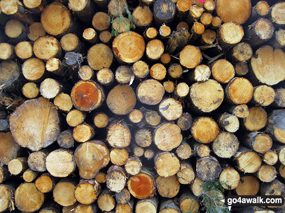 Walk ch101 Shutlingsloe and Wildboarclough from Ridgegate Reservoir - Log Pile in Macclesfield Forest