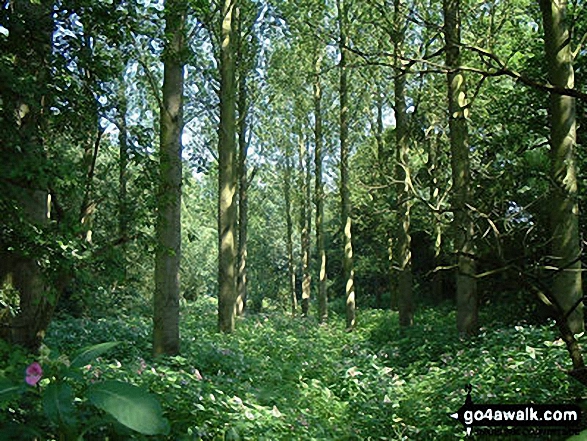 Woodland near Rostherne