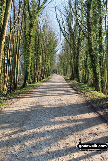 Walking through Weathermore Copse on a lovely spring day