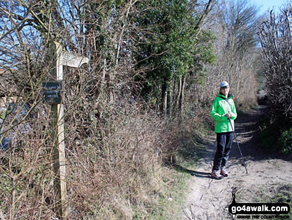 In Peck Copse near Chawton