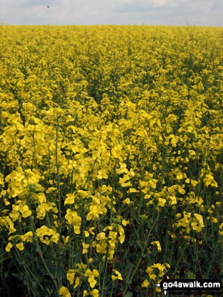 Walk bu118 Monument Hill (Coombe Hill) from Butler's Cross - Rapeseed in bloom on The Ridgeway near Bledlow