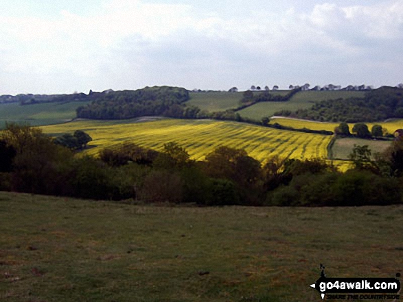 Rapeseed field from The Ridgeway on the top of Lodge Hill