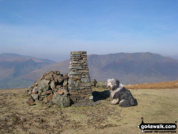 Skye (my fellow walker) on Clough Head