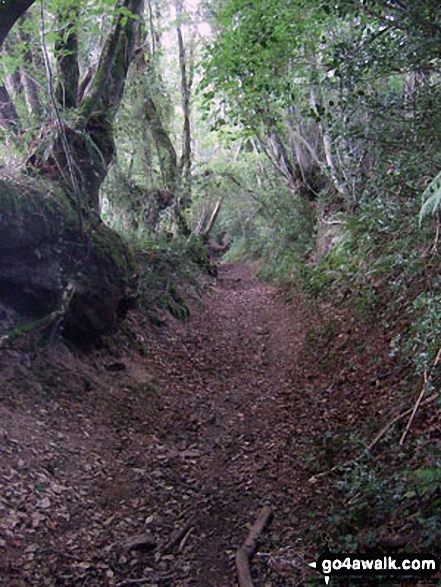 The enclosed sunken track between Haddon Farm and Bury