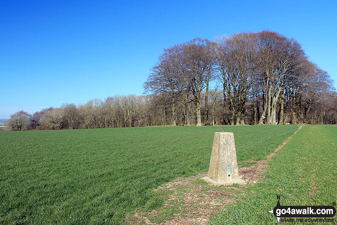 Walk ha153 Cheesefoot Head (Matterley Bowl) from Morestead - Cheesefoot Head (Matterley Bowl) summit trig point