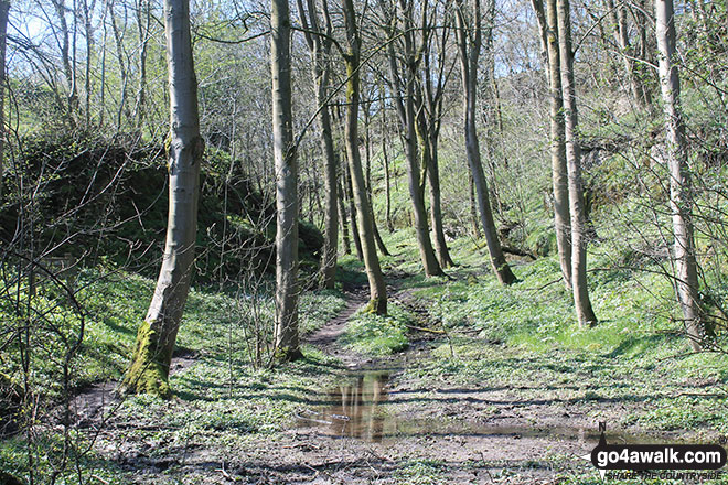 Walk d295 Bradford Dale, Long Dale, Gratton Dale and  Elton from Youlgreave - Rusden Wood south of Middleton-by-Youlgreave