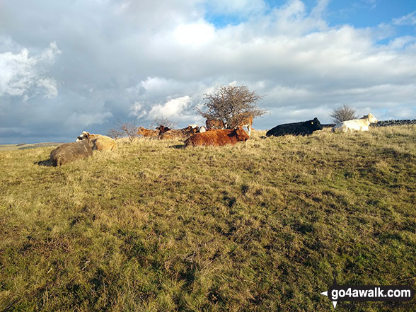 Cows on the summit of Fin Cop