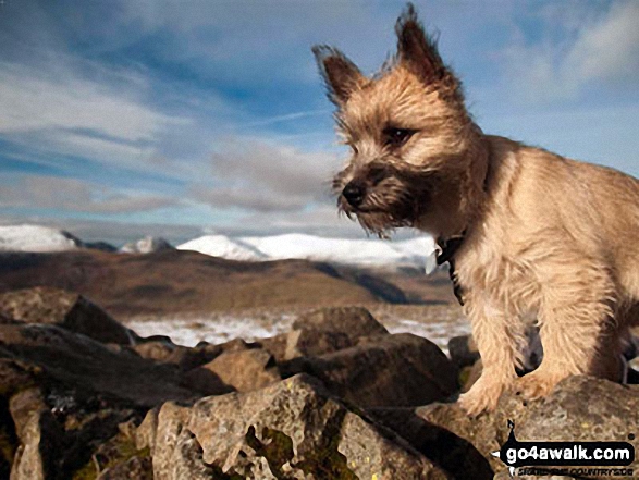 Walk cw108 Carnedd Moel Siabod from Plas y Brenin, Capel Curig - My Cairn Terrier 'Jessie' on Carnedd Moel Siabod