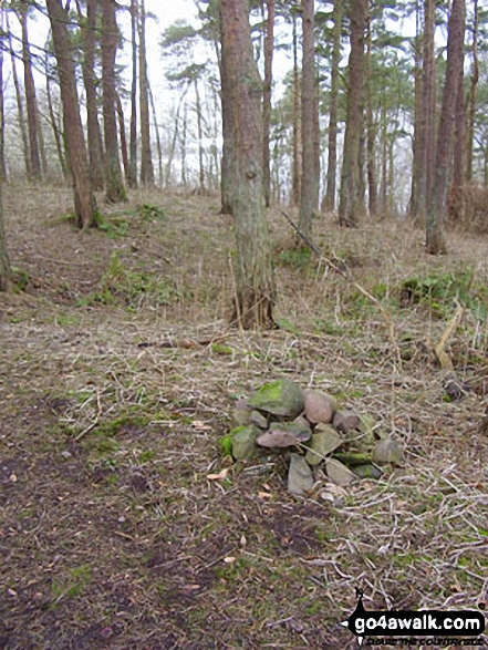 Dunmallard Hill (Dunmallet) summit