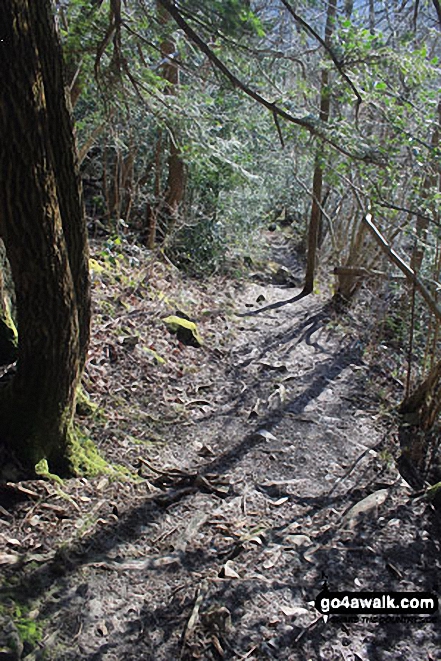 Path up through Black Yews Scar from Witherslack Hall School to Lord's Seat (Whitbarrow Scar)