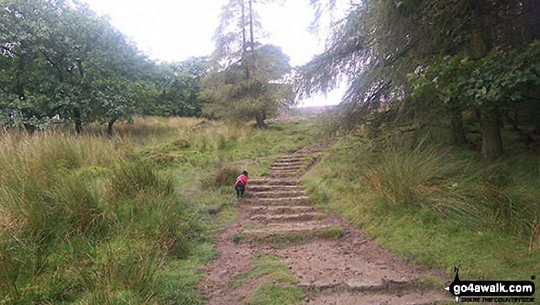 Walk d288 Winhill Pike from Hope - Ascending Winhill Pike (Win Hill) from Yorkshire Bridge