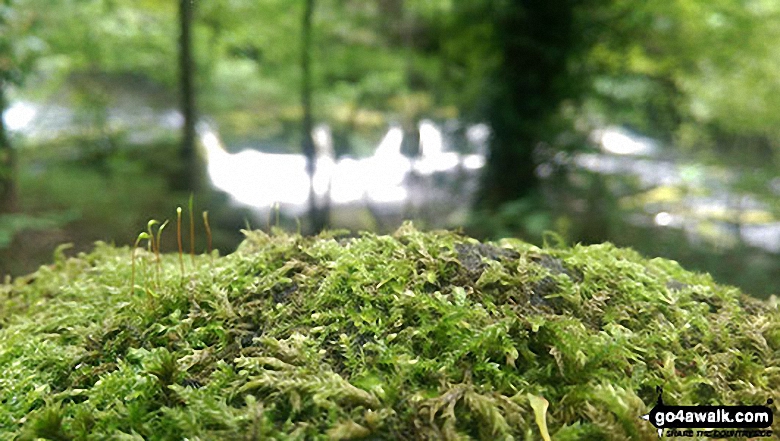 Moss in Wiseman Hey Clough Woods with the River Derwent in background