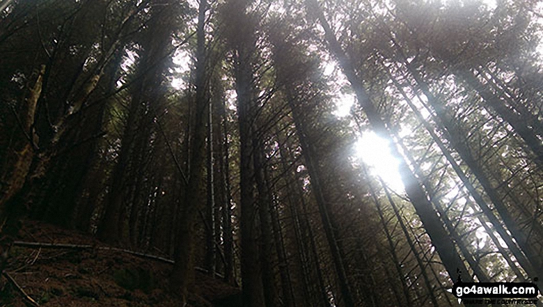 Walk d288 Winhill Pike from Hope - The Pines reaching to the Sky in Winhill Plantation