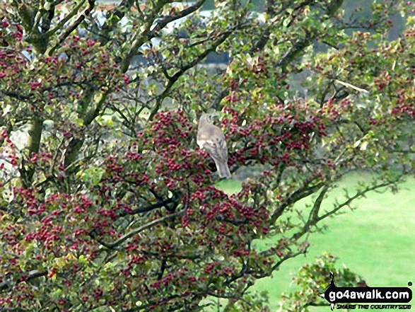 A bird in a tree on Fremington Edge