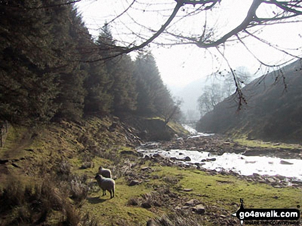 Walk d201 Seal Stones (Kinder Scout) and Seal Edge from Birchin Clough - The River Ashop in Lady Clough