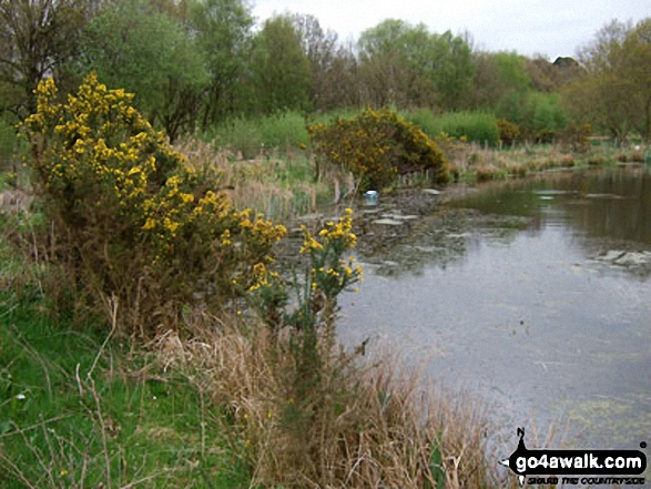 Broom in bloom on the banks of Black Lake, Lindow Common