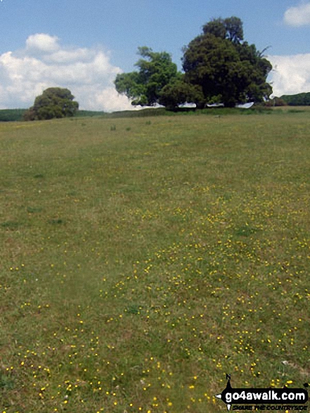 Walk ws156 Swanbourne Lake from Arundel - Wild flowers in Arundel Park