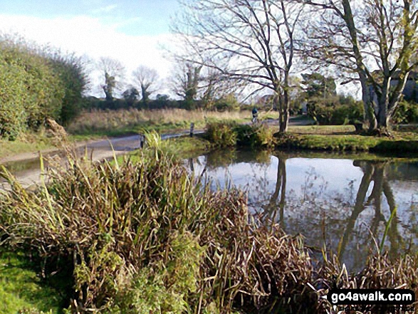 Pond at Low Road, East Somerton