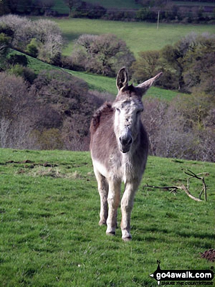 Friendly observer at Trenarrett