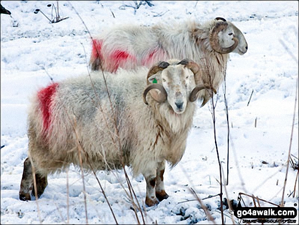 Hardy sheep near Afon Eiddew in the snow