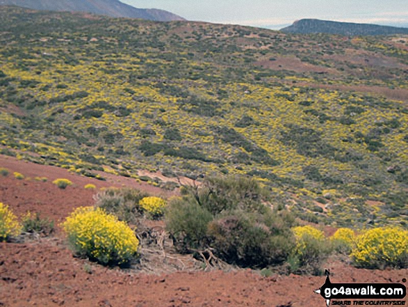 Photos from Mount Tiede National Park in Tenerife