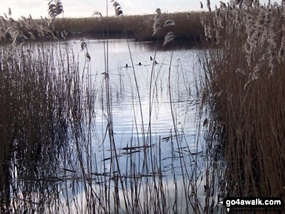 Ducks on the Newport Wetlands Reserve, Uskmouth, Newport