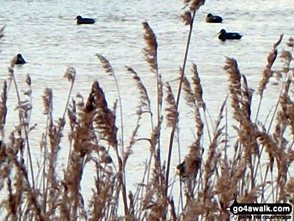 Ducks on the Newport Wetlands Reserve, Uskmouth, Newport