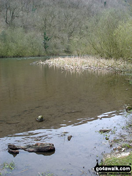 Walk d206 Monsal Dale and Ashford in the Water from Bakewell - The River Wye in Monsal Dale