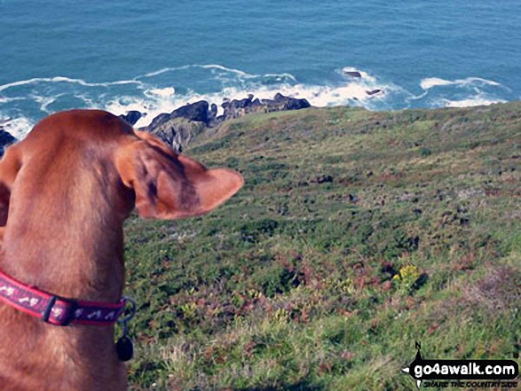 The view from Rame Head down to the sea