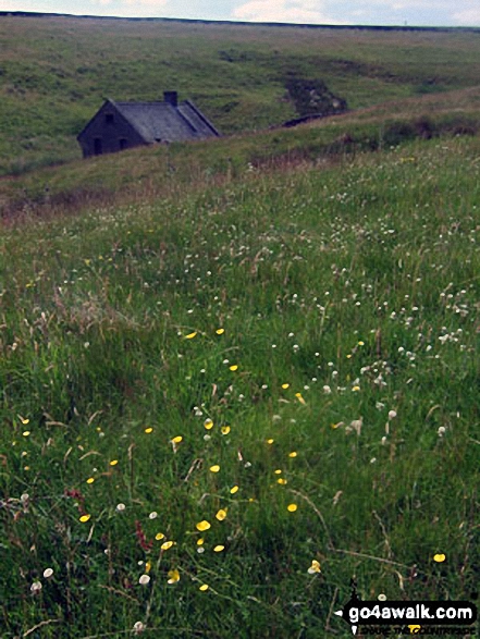 Walk d126 Great Hucklow, Bretton, Abney Clough and Burton Bole End from Bradwell - Spring Flowers on Abney Moor above Great Hucklow