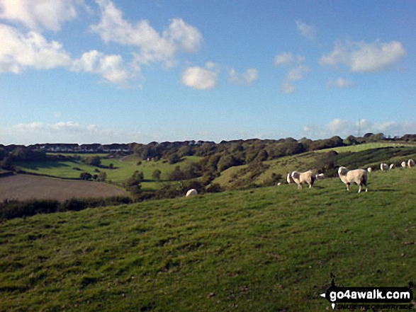 Walk Bulbarrow Hill walking UK Mountains in The Dorset Downs Area of Outstanding Natural Beauty  Dorset, England