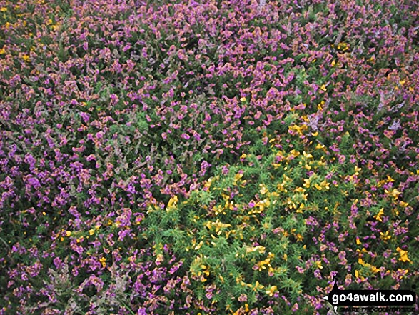 Walk pe128 Aber Rhigian from Newport - Heather in bloom on The Pembrokeshire Coast Path