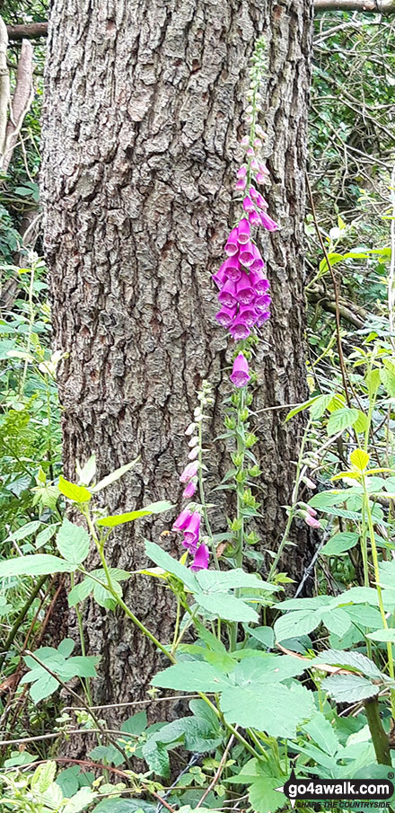 Walk ch235 Newchurch Common from Whitegate - Foxgloves in Petty Pool woods