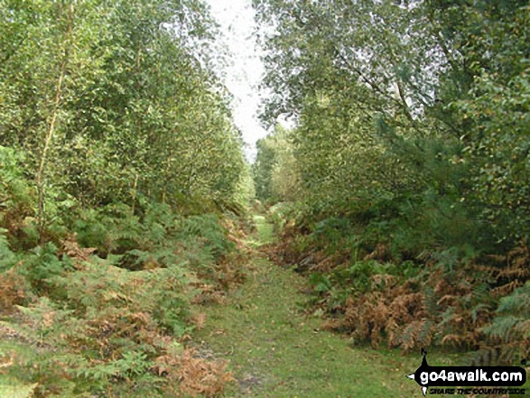 Tunstall Forest