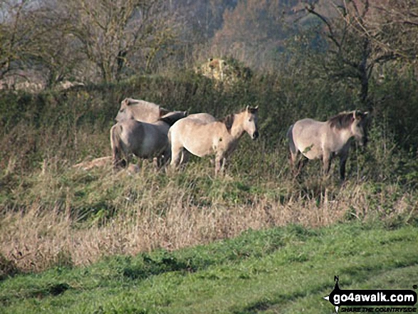 Wild Ponies on Wicken Fen