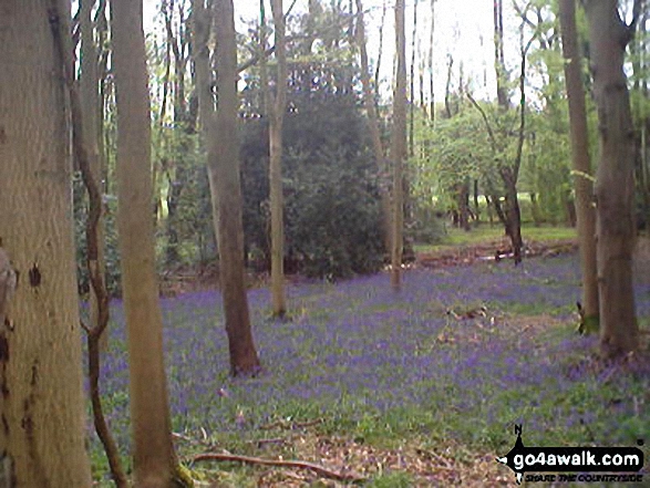 Bluebell Wood, Fingest