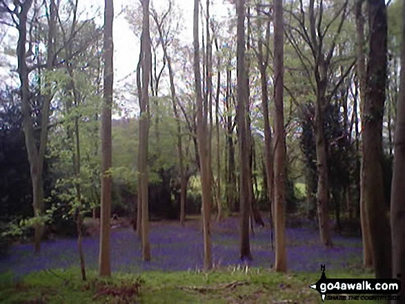 Blue Bells in the Beech Woods on the Wormsley Estate nr Turville