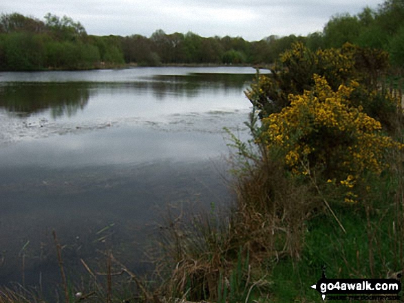 Black Lake in the middle of Lindow Common