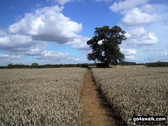 Walk le102 Sproxton and Coston from Buckminster - Fields nr Buckminster