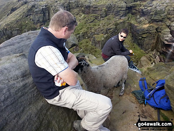 Walk d186 Kinder Scout and Kinder Downfall from Bowden Bridge, Hayfield - Getting mugged by sheep at Kinder Downfall