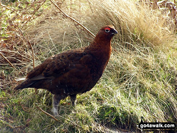 An aggressive grouse on Bamford Edge